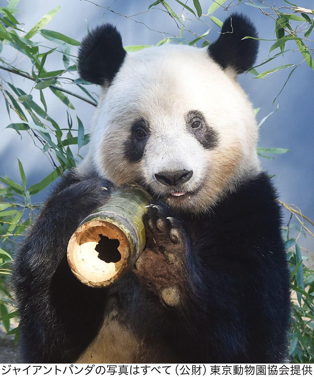 YOU＋MORE！［ユーモア］|YOU+MORE!　パンダ３きょうだい　シャンシャン・シャオシャオ・レイレイ　もこもこ刺しゅうトートバッグ|シャンシャン（香香）　2017年に生まれた女の子。花開く明るいイメージから名付けられており、その名の通り愛らしい性格。パンダ界のアイドルとも呼ばれるほど大人気で、誕生日ともなると毎年約4時間以上の待機列ができるほど。中国に返還された今も、日本で長く愛されている存在です。