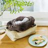 2匹仲良く寄り添って眠る カワウソティッシュカバー