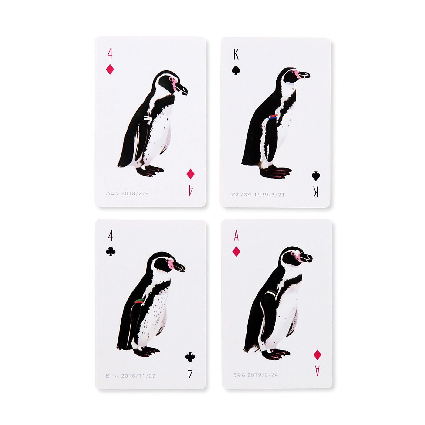 YOU+MORE!|YOU+MORE!　世界一むずかしい！？ フンボルトペンギンのカードゲーム