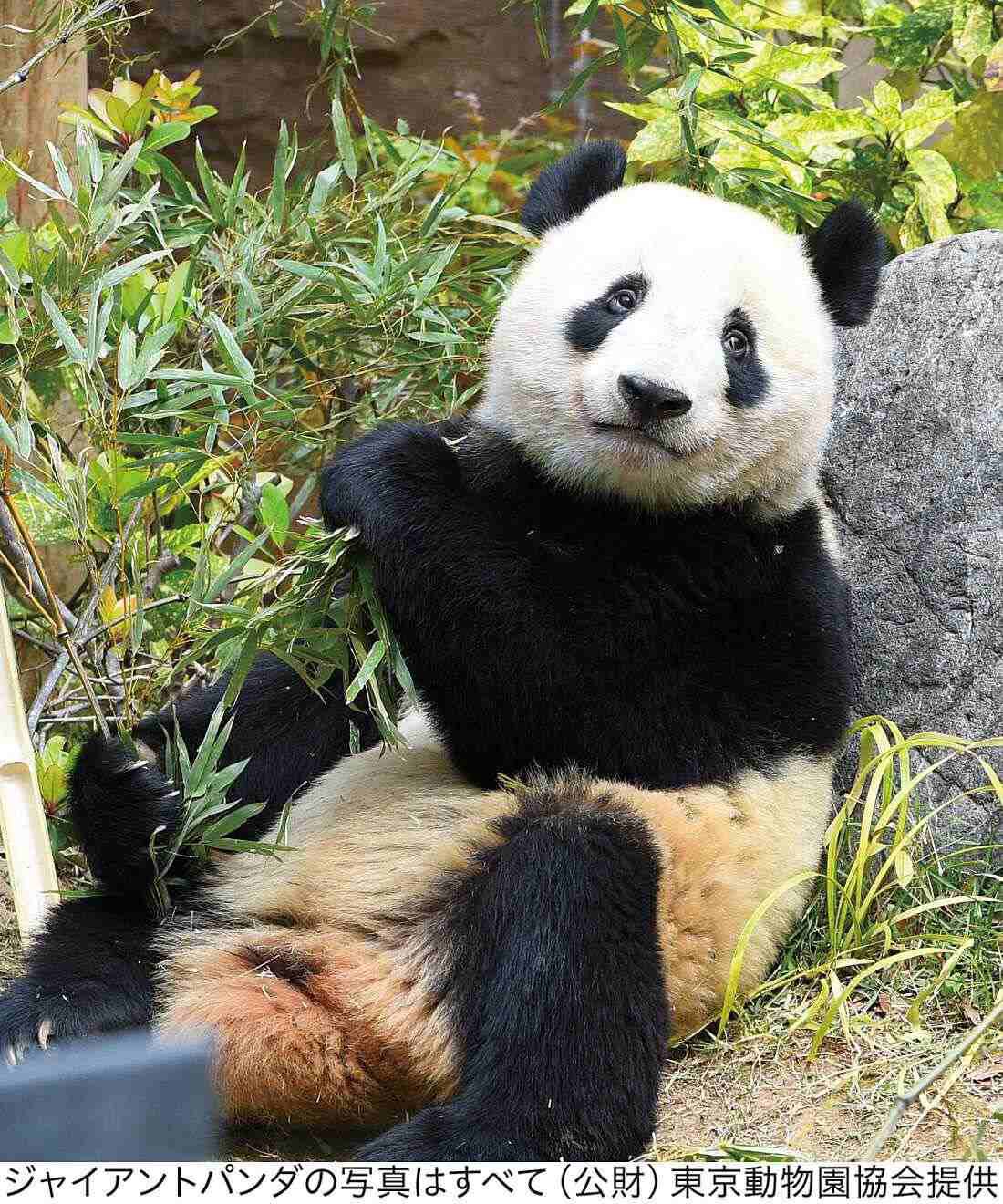 YOU＋MORE！［ユーモア］|YOU+MORE!　パンダ３きょうだい　シャンシャン・シャオシャオ・レイレイ　もこもこ刺しゅうトートバッグ|レイレイ（蕾蕾）　2021年にシャオシャオとともに生まれた双子の女の子。シャンシャンの実の妹。名前にはつぼみから美しい花が咲き、未来へつながっていくという意味が込められています。シャオシャオとは対照的におっとり穏やかな性格。中国への返還期限は2026年2月20日となっています。