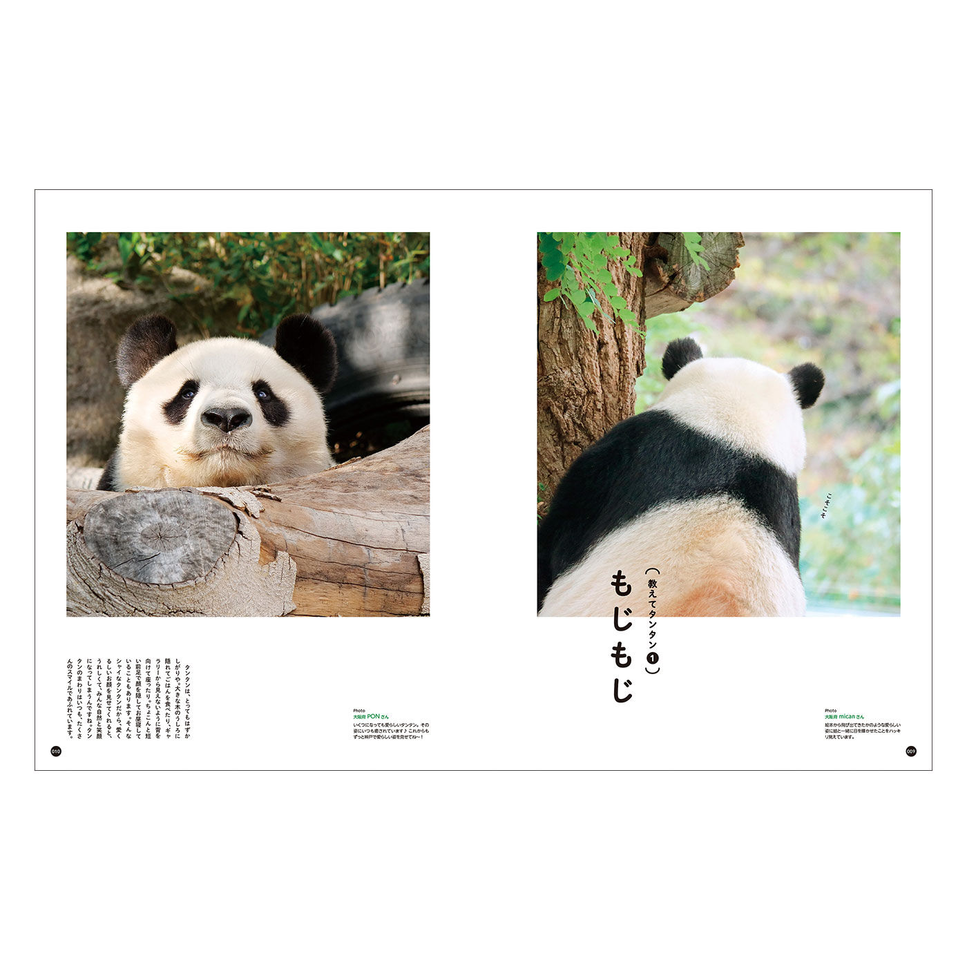 YOU+MORE!|YOU+MORE!　写真集『神戸市立王子動物園のシャイなパンダ　タンタン』|1万枚をこえる応募から約1000点を掲載