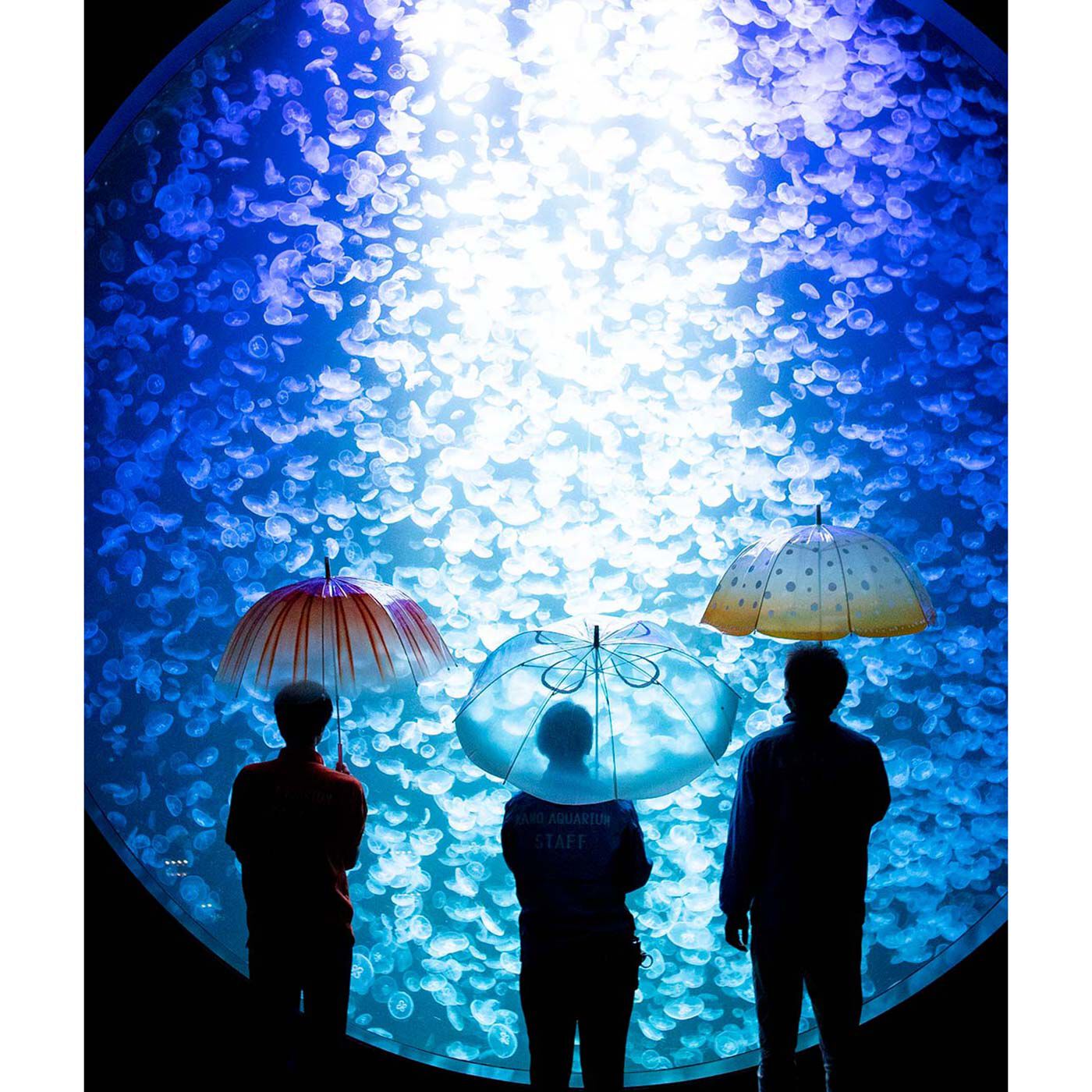 YOU+MORE!|YOU+MORE!　雨空を泳ぐ　アカクラゲの傘|撮影は加茂水族館が開発した水槽、有名な“クラゲドリームシアター”前。直径5メートルの水槽には1万匹のクラゲたちが！　圧巻の美しさです。これほどの数のきれいなクラゲたちがいる水族館はほかにはない！　きちんと水槽で保てるようになったのは数年前だとか。楽しみながら研究を重ねてきた賜物です。