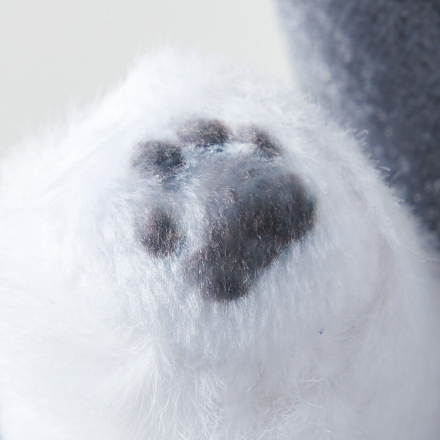 YOU+MORE!|YOU＋MORE!　段差は苦手なの　アラスカンマラミュートの子犬のボックスティッシュカバー|かわいい肉球も再現。