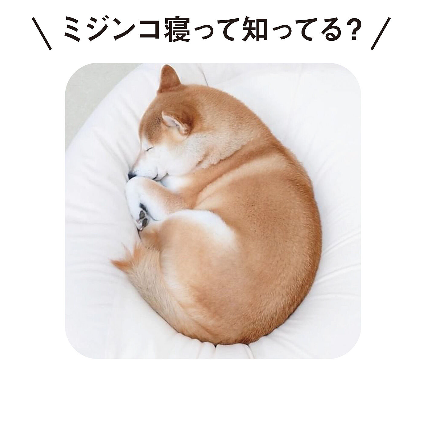 YOU+MORE!|YOU＋MORE!　あったかイーヌ　柴犬クッションケース|丸まった姿勢で足を抱えてミジンコのように眠る姿、ミジンコ寝を再現！〈画像提供：Instagram @shiba-charmyさま〉