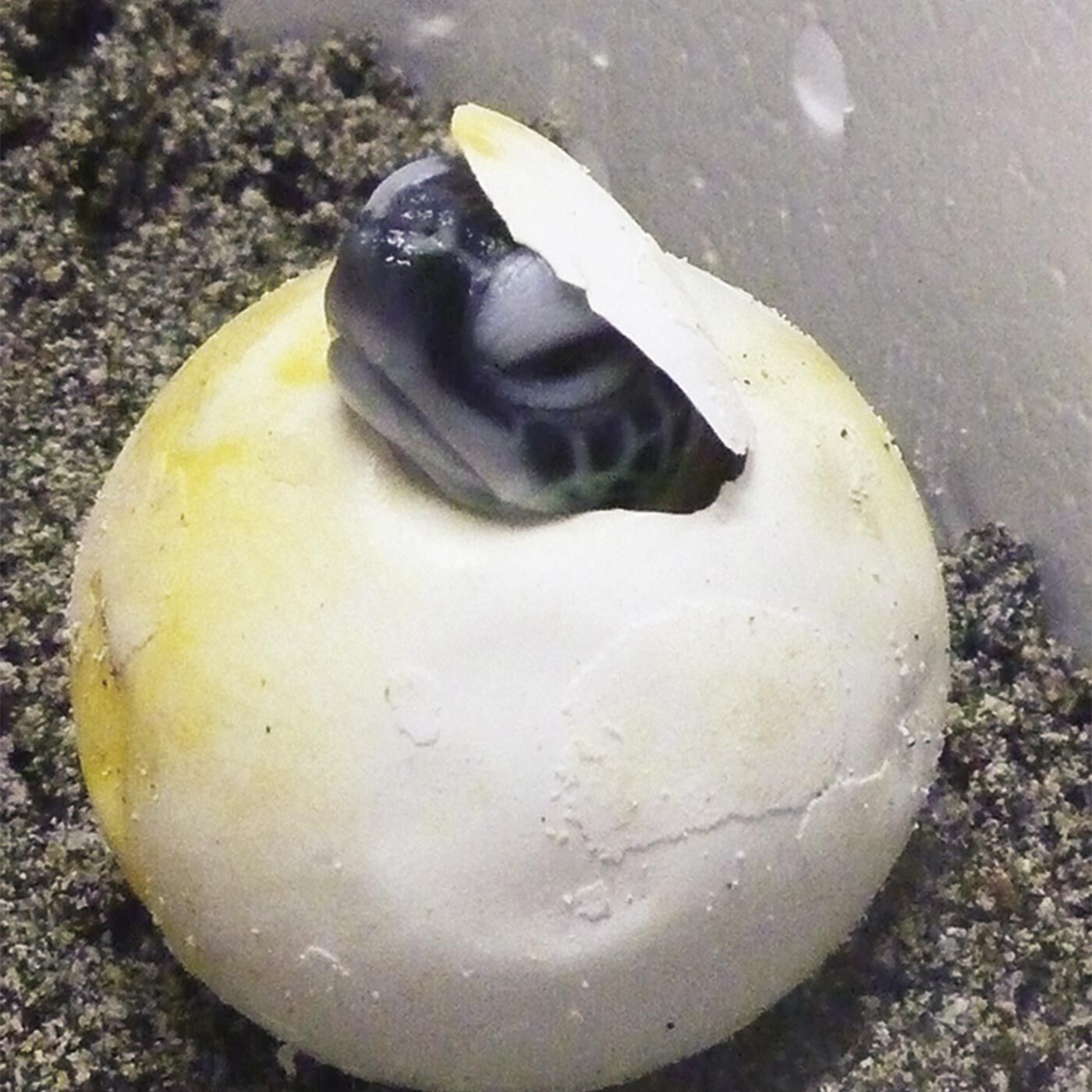 YOU+MORE!|【6月分以降お届け】YOU+MORE! × 海とかもめ部　応援したくなるアオウミガメの赤ちゃんのぬいぐるみポーチの会|この姿を再現　実際の子ガメのPIPの様子をパシャリ。頭をひょっこり出したところを激写！