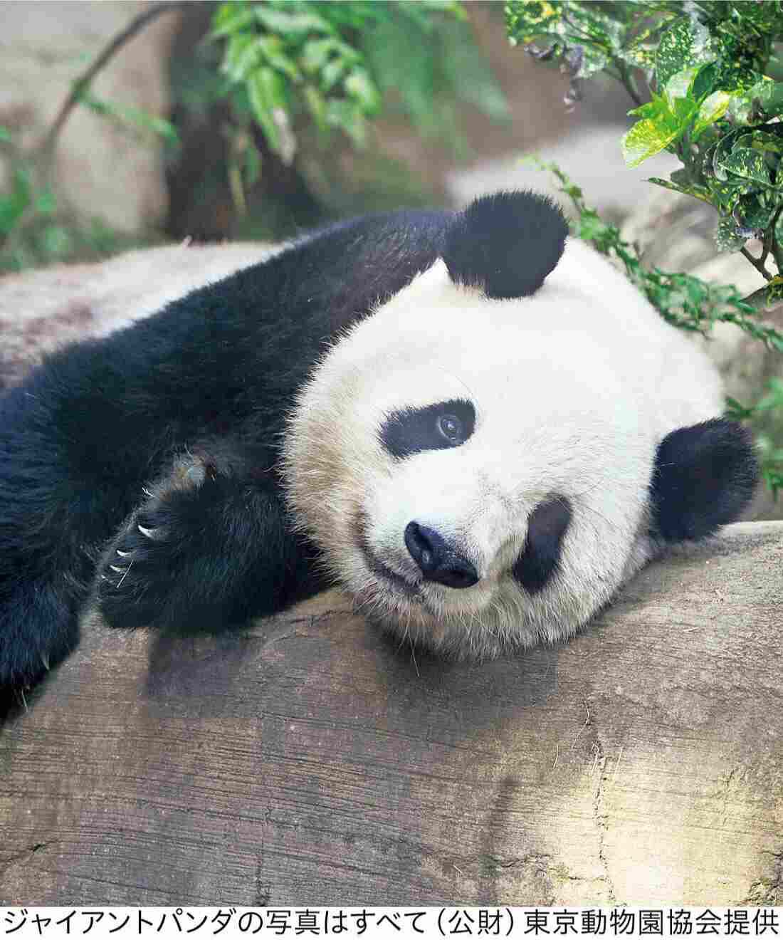 YOU＋MORE！［ユーモア］|YOU+MORE!　パンダ３きょうだい　シャンシャン・シャオシャオ・レイレイ　もこもこ刺しゅうフラットポーチ|シャオシャオ（暁暁）　2021年にレイレイとともに生まれた双子の男の子で、シャンシャンの実の弟。名前は夜明けの光が差し明るくなるという意味。とても元気で甘えん坊で、思わずくすりと笑ってしまうようなかわいらしい行動をすることもしばしば。