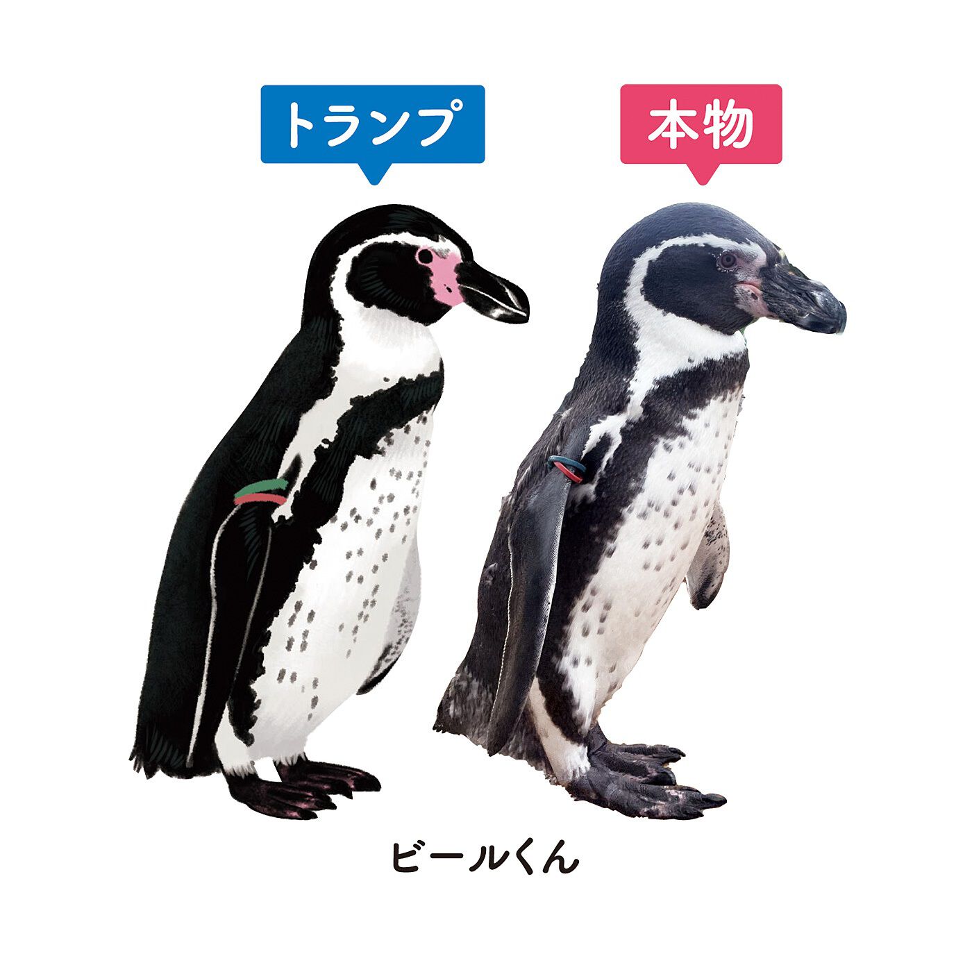 YOU+MORE!|YOU+MORE!　世界一むずかしい！？ フンボルトペンギンのカードゲーム