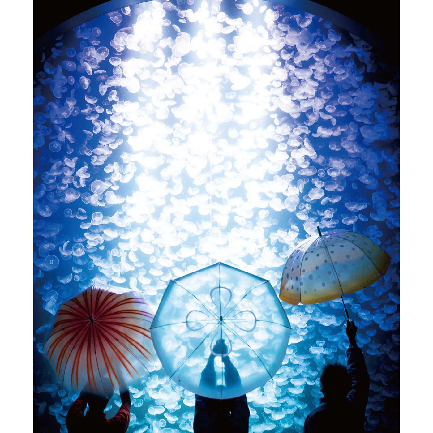 YOU+MORE!|YOU+MORE!　雨空を泳ぐ　タコクラゲの傘