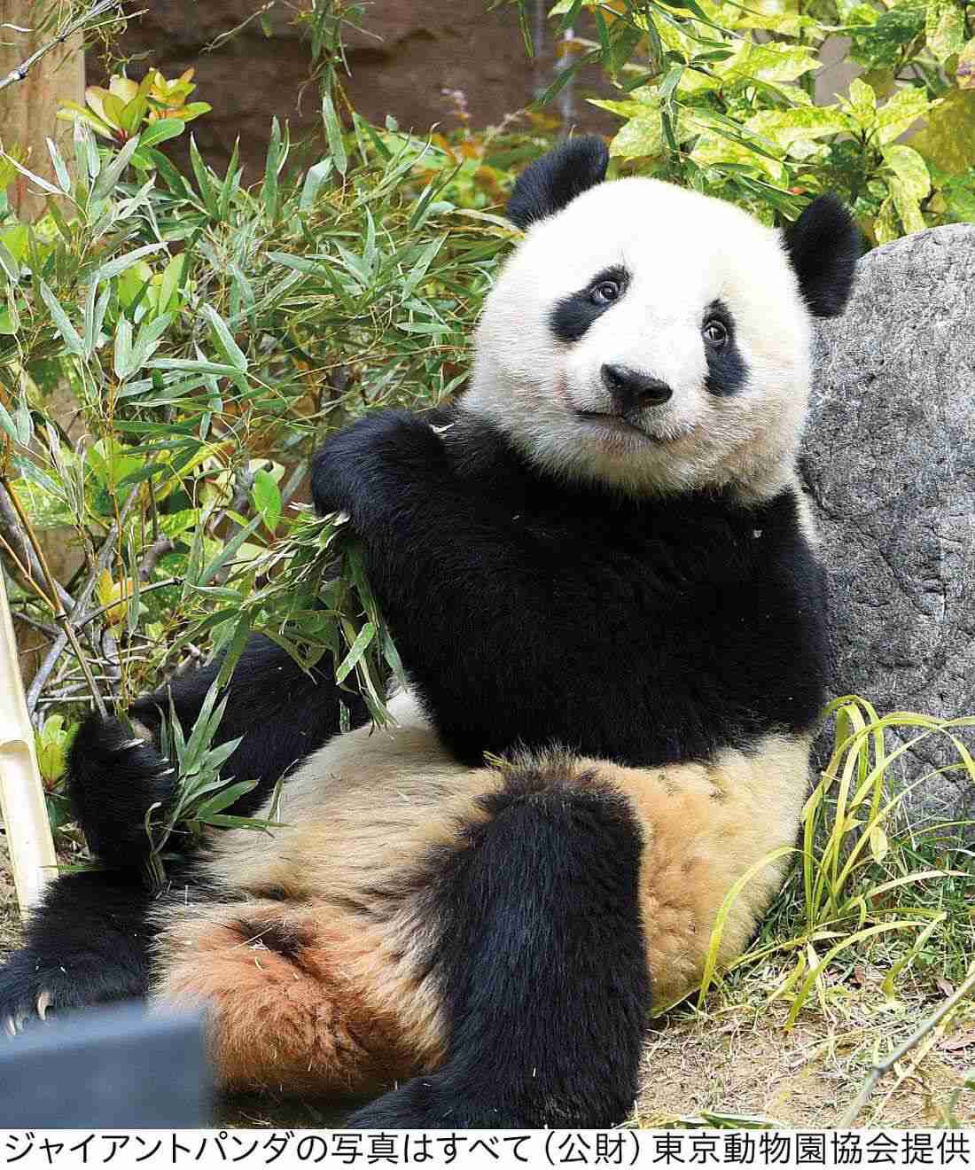 YOU＋MORE！［ユーモア］|YOU+MORE!　パンダ３きょうだい　シャンシャン・シャオシャオ・レイレイ　もこもこ刺しゅうフラットポーチ|レイレイ（蕾蕾）　2021年にシャオシャオとともに生まれた双子の女の子。シャンシャンの実の妹。名前にはつぼみから美しい花が咲き、未来へつながっていくという意味が込められています。シャオシャオとは対照的におっとり穏やかな性格。中国への返還期限は2026年2月20日となっています。