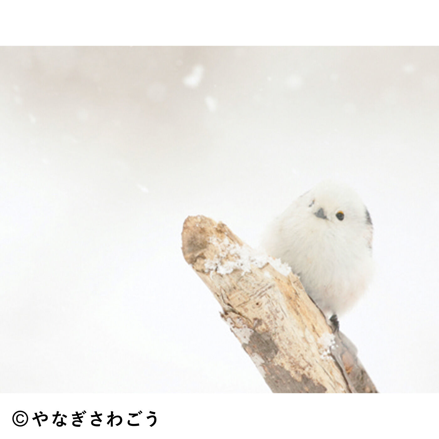 ふわふわ寄り添う三兄弟 雪の妖精シマエナガのストームグラスの会