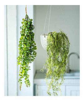 FELISSIMO PARTNERS | インテリア ハンギンググリーンの会（4回予約）