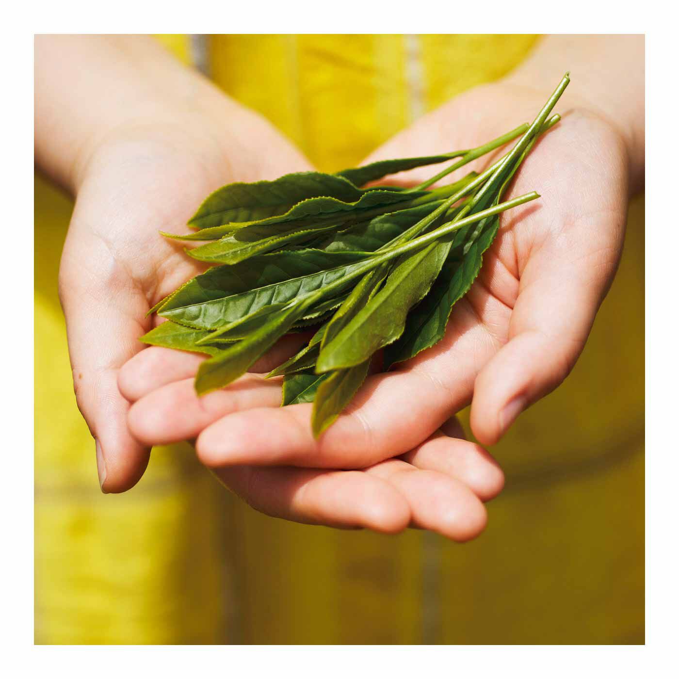 FELISSIMO PARTNERS|宮崎上水園 everyday 水出し茶 Mサイズの会（3回予約）|すべての茶葉を自社の茶畑で農薬や化学肥料を使わず栽培。お茶本来が持つ味と成分をじっくりと引き出しています。