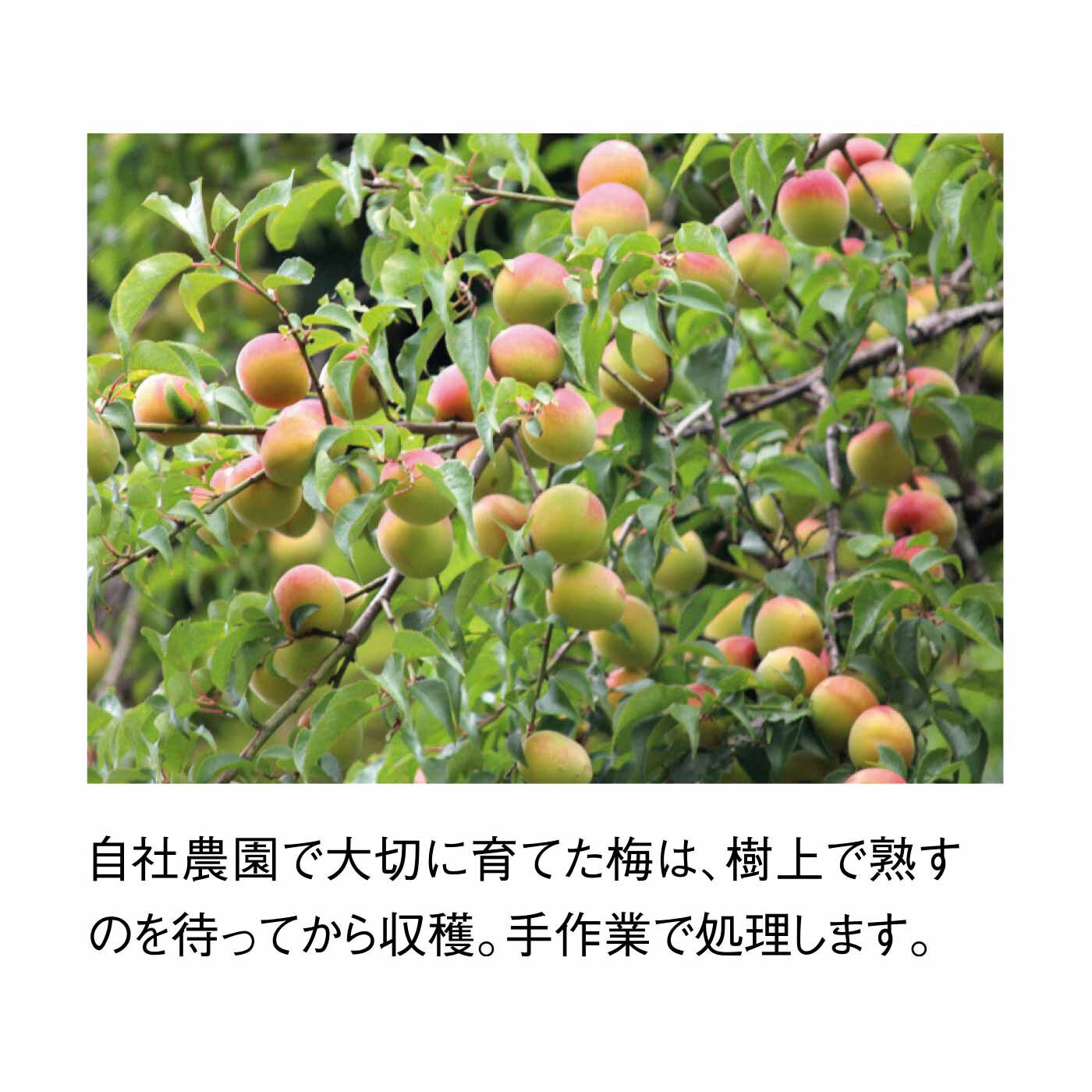 FELISSIMO PARTNERS|農家の梅 夏にうれしい UMEBOSHI（甘軽塩）の会（6回予約）
