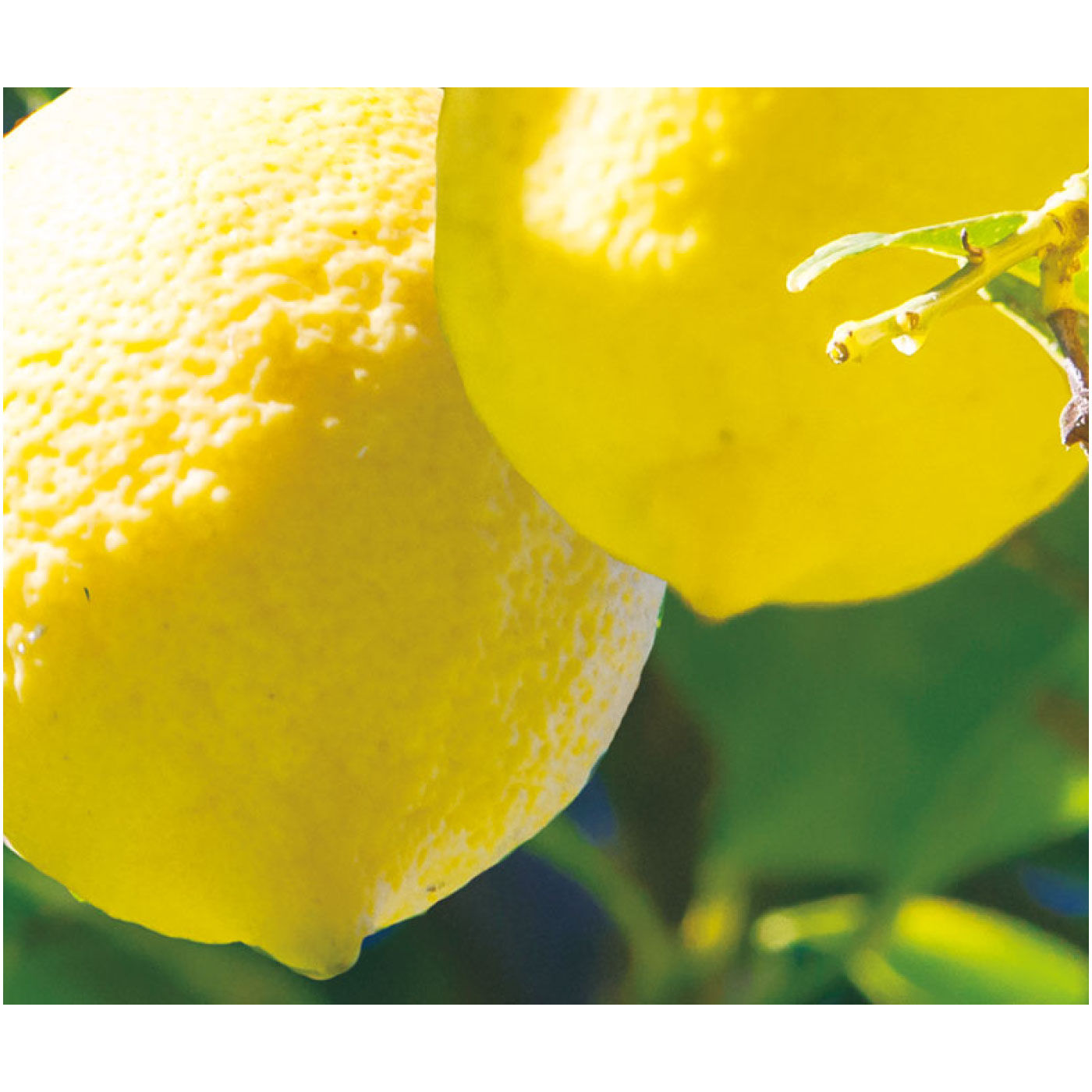 FELISSIMO PARTNERS|プチプチぷるるん　チアシード蒟蒻ゼリー　瀬戸内レモン〈３袋〉の会