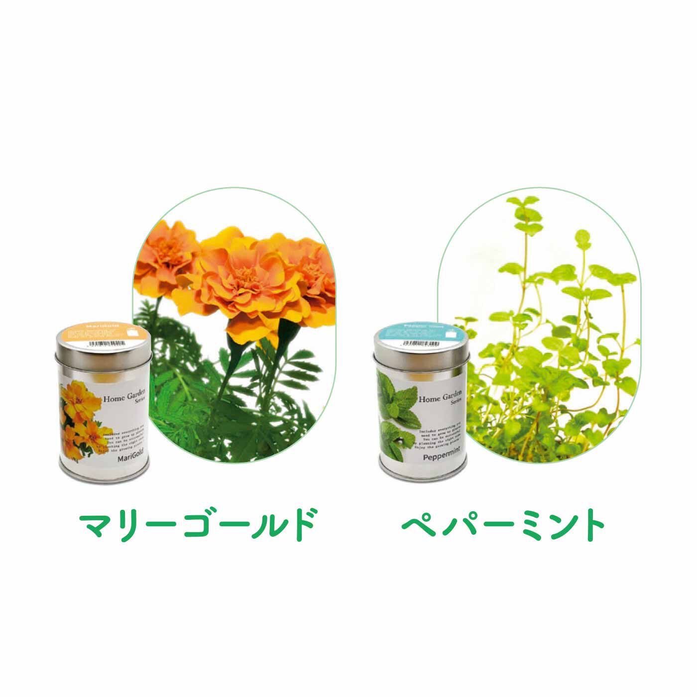 FELISSIMO PARTNERS|缶のままカンタン栽培 ホームガーデンの会（6回予約）|鮮やかなオレンジや黄色の花を咲かせるマリーゴールド。ペパーミントはお料理やデザートに添えるほか、ハーブティーや入浴剤としても活用できます。
