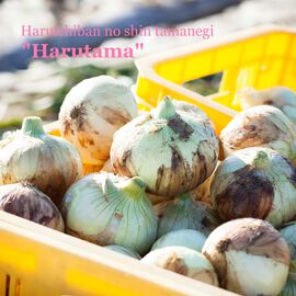 FP産地直送マルシェ | 新たまねぎ  静岡「はるたま」 3キロ