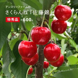 FP産地直送マルシェ | うまいべ！ アンスリーファーム さくらんぼ「佐藤錦 特秀品」 600g