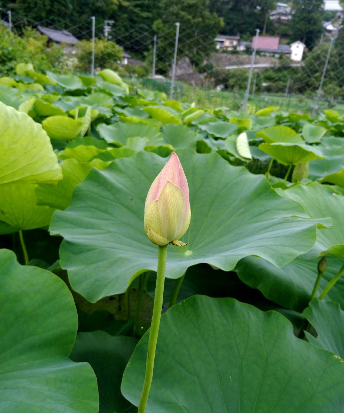 FP産地直送マルシェ|【締切12月4日】お正月の縁起物　自然派農場しもかわの土つき堀りたてれんこん１キロ