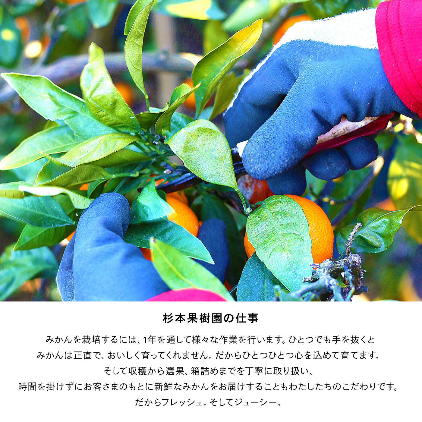 愛媛で1番！八寿みかんジュース2本セット｜FP産地直送マルシェ
