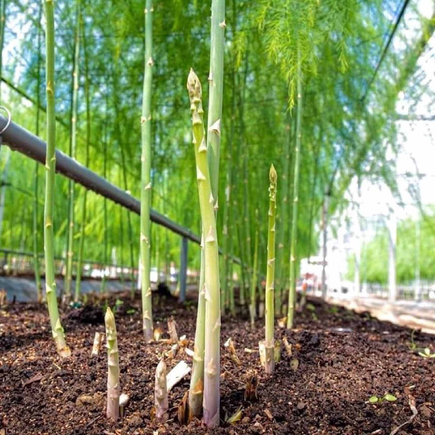 FP産地直送マルシェ|【予約限定・締切6月26日】徳島アントファーム 感謝の気持ちが込められたアスパラガス「せいくらべ」２Lサイズ １ｋｇ