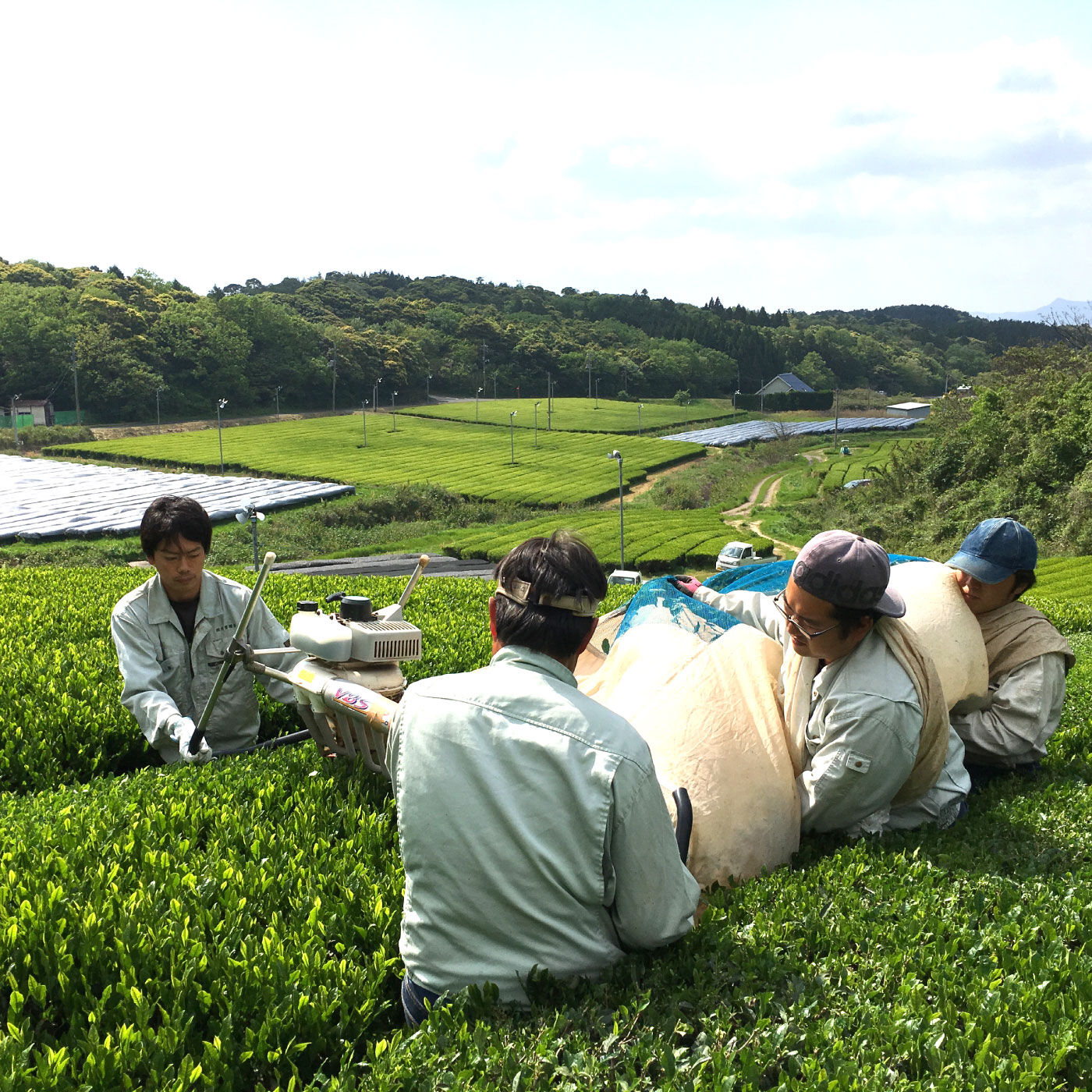 FP産地直送マルシェ|桃翠園の出雲茶セット