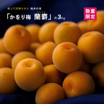 FP産地直送マルシェ | 完熟梅 福井県産 かをり梅 蘭麝（らんじゃ）3kg