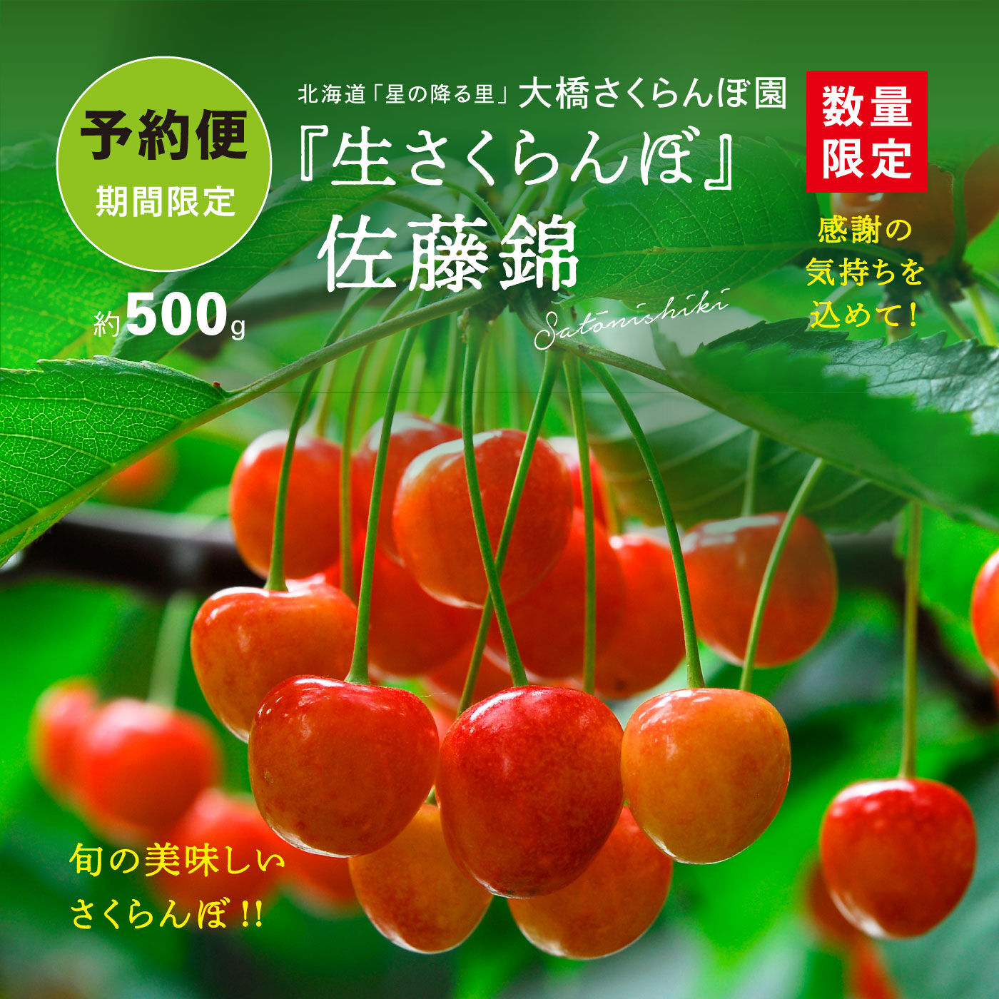 FP産地直送マルシェ|【予約限定・締切 6月26日】さくらんぼ好きにはたまらない、北海道・大橋さくらんぼ園の生さくらんぼ佐藤錦５００ｇ
