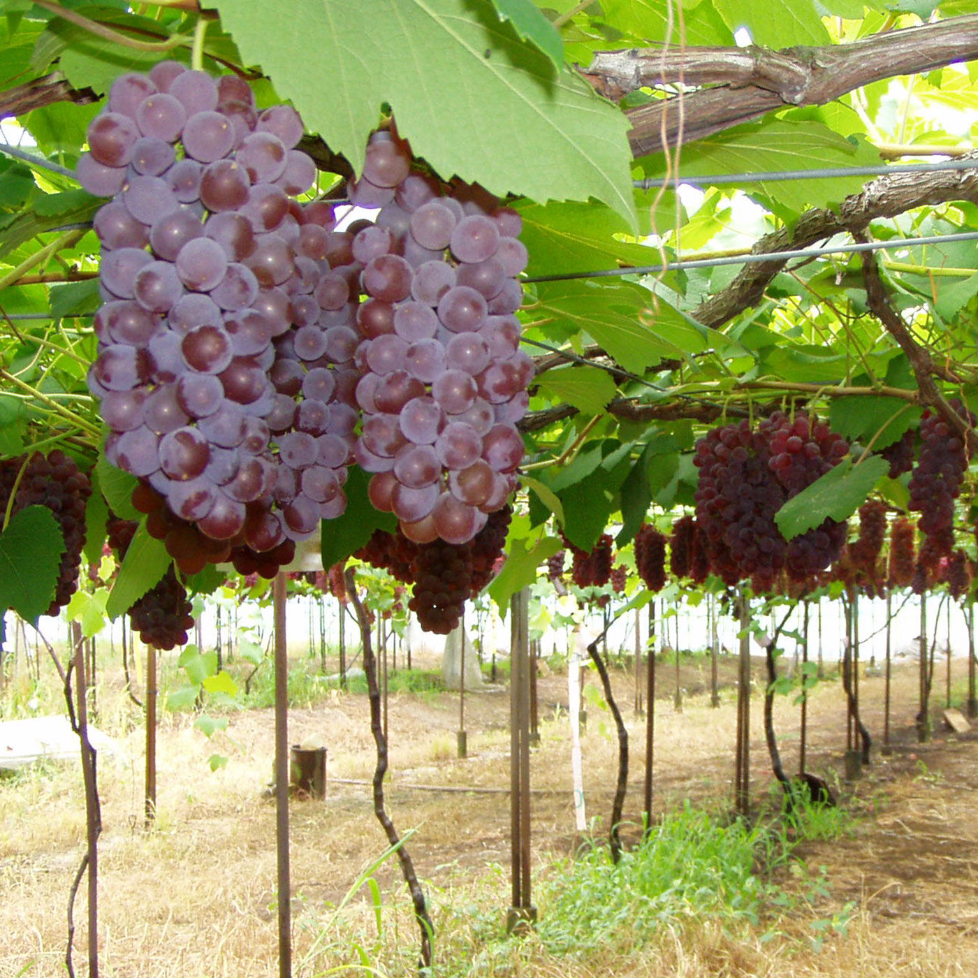 FP産地直送マルシェ|【予約限定・締切6月9日】甘さとほのかな酸味の島根県産種なしデラウェア　約1kg