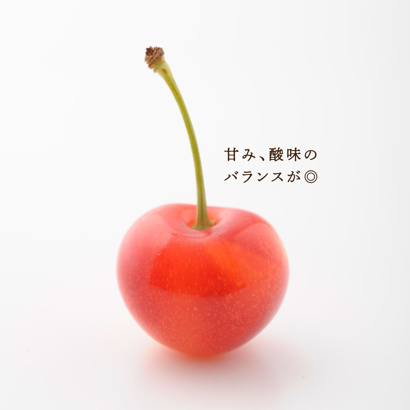 FP産地直送マルシェ|【予約限定・締切 6月26日】さくらんぼ好きにはたまらない、北海道・大橋さくらんぼ園の生さくらんぼ佐藤錦５００ｇ