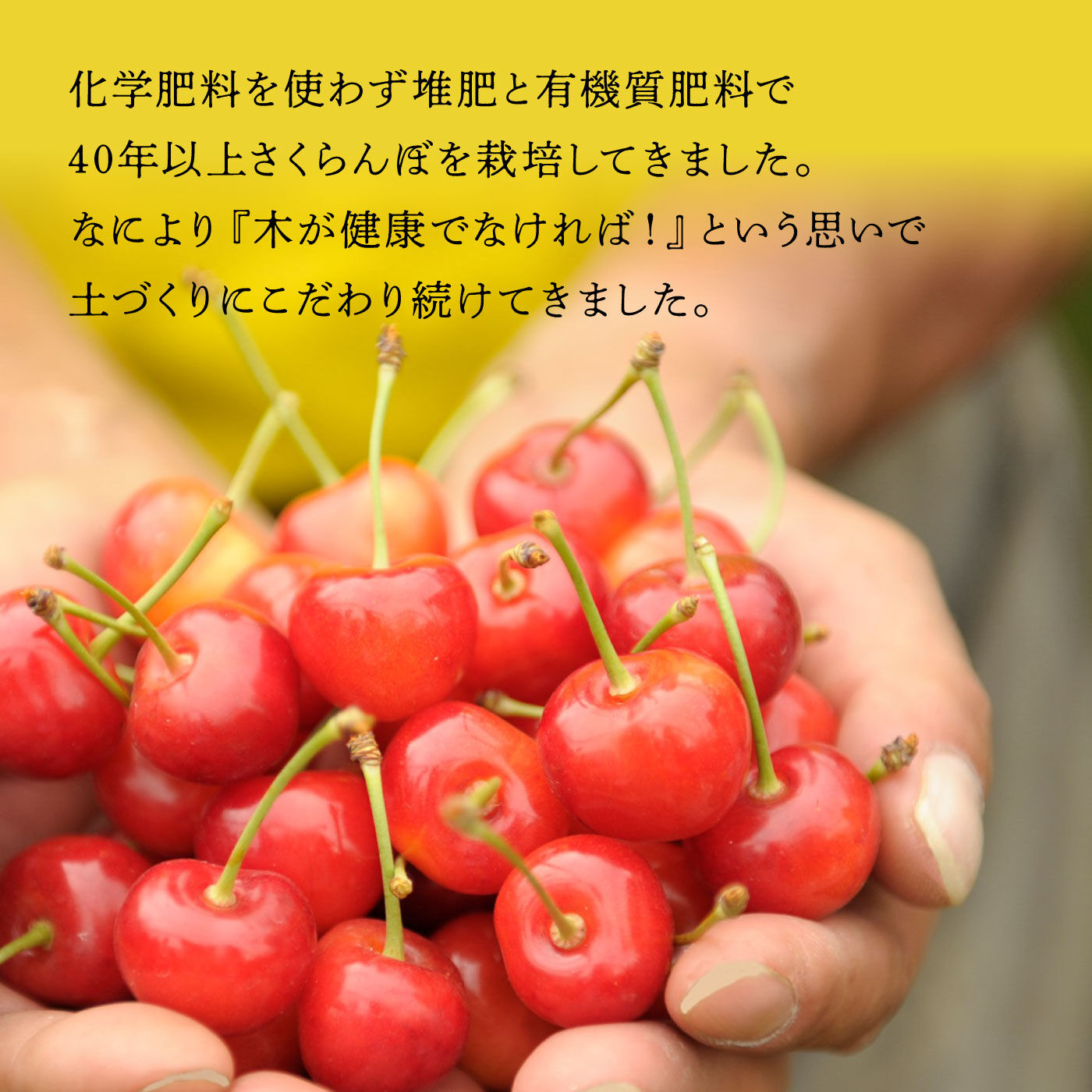 FP産地直送マルシェ|【予約限定・締切 6月26日】さくらんぼ好きにはたまらない、北海道・大橋さくらんぼ園の生さくらんぼ紅秀峰５００ｇ