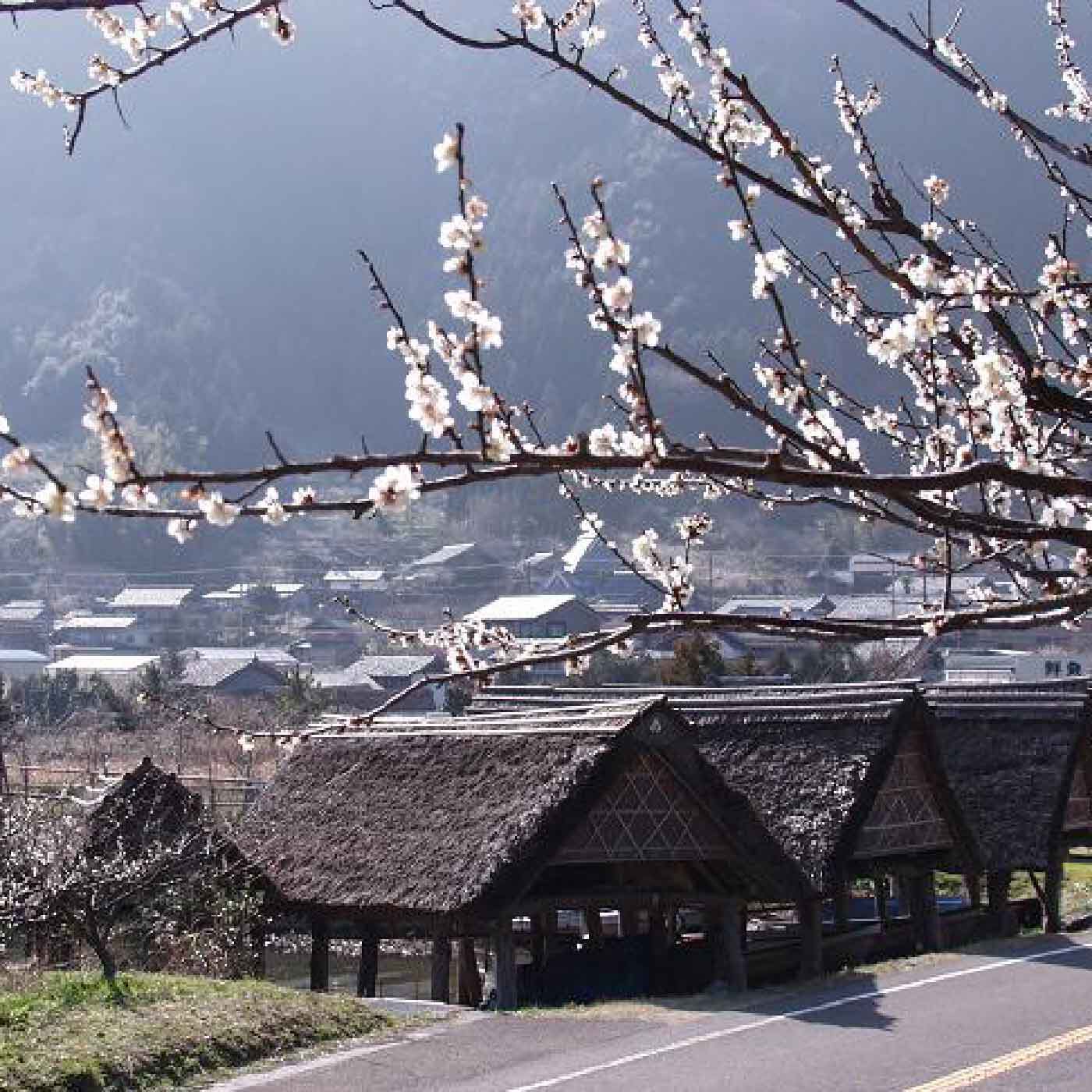 FP産地直送マルシェ|【予約限定・締切5月25日】肉厚で梅干しにおすすめ　鮮やかに色づく福井県の紅映梅 1.5kg