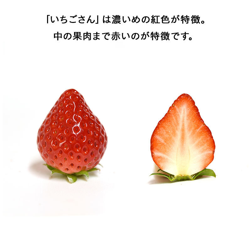 FP産地直送マルシェ|佐賀県　感謝と願いをこめた菜穂さんのいちご「いちごさん」２パック