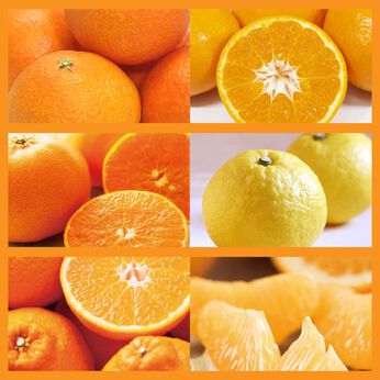 FP産地直送マルシェ | 万田酵素で栽培したせとうち柑橘３ヵ月コース