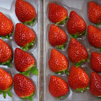FP産地直送マルシェ | 佐賀県 菜穂さんのいちご 「さがほのか」 2パック 化粧箱入り