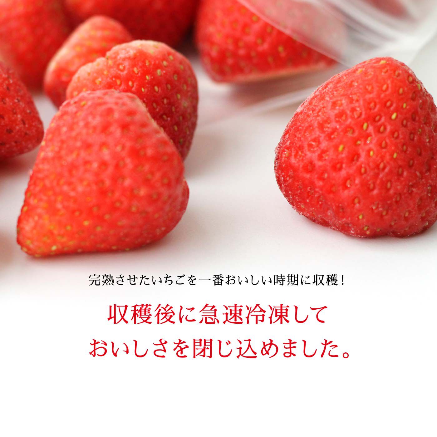 FP産地直送マルシェ|【予約限定・締切5月22日】香川県  森のいちごの「カッチカチいちご〈冷凍さぬき姫〉」400g×3袋