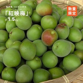 FP産地直送マルシェ | 肉厚で鮮やかに色づく福井県の紅映梅１．５ｋｇ