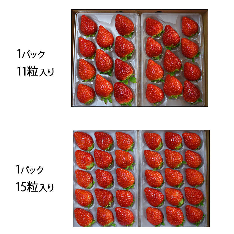 FP産地直送マルシェ|佐賀県　菜穂さんのいちご「いちごさん」化粧箱入り|1パック11粒か15粒入りのどちらかでお届けします。※写真はパック例です。