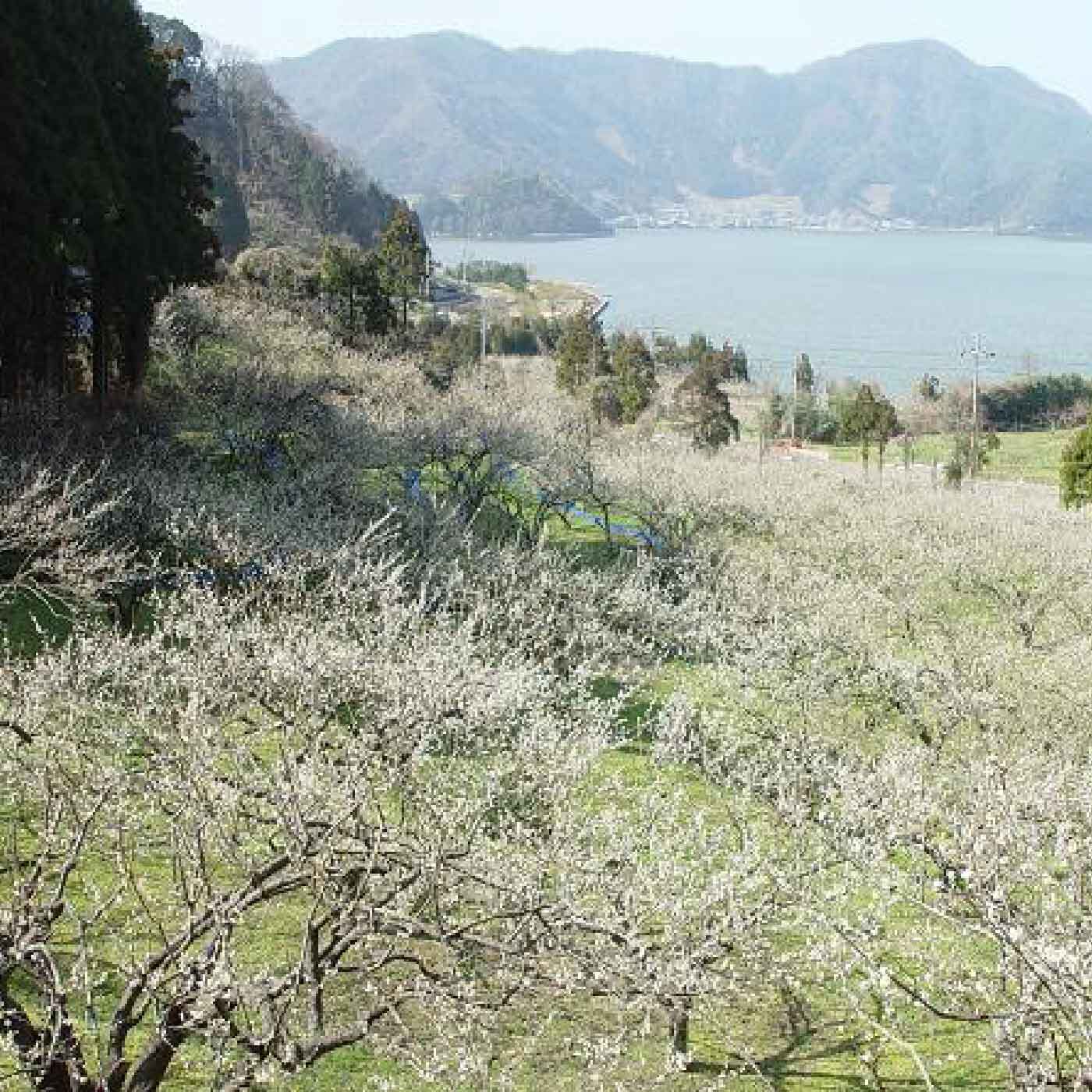 FP産地直送マルシェ|【予約限定・締切5月25日】肉厚で梅干しにおすすめ　鮮やかに色づく福井県の紅映梅 1.5kg