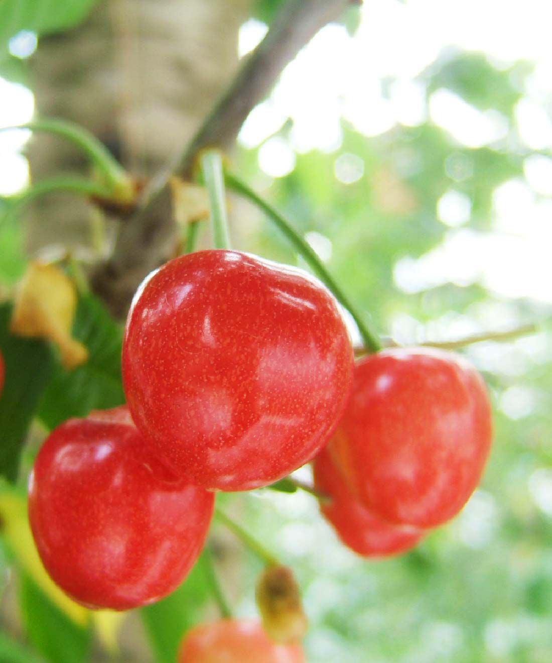 FP産地直送マルシェ|【予約限定・締切6月12日】山形・紅秀峰　旬の贅沢を楽しむ500g　1パック