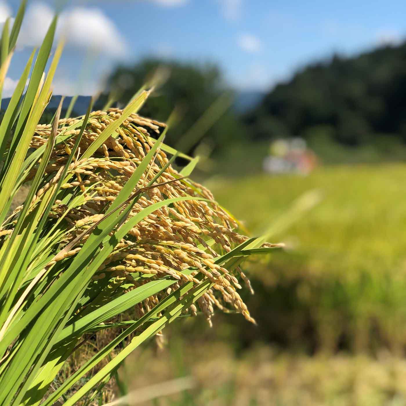 農家直送☆新米　こしひかり