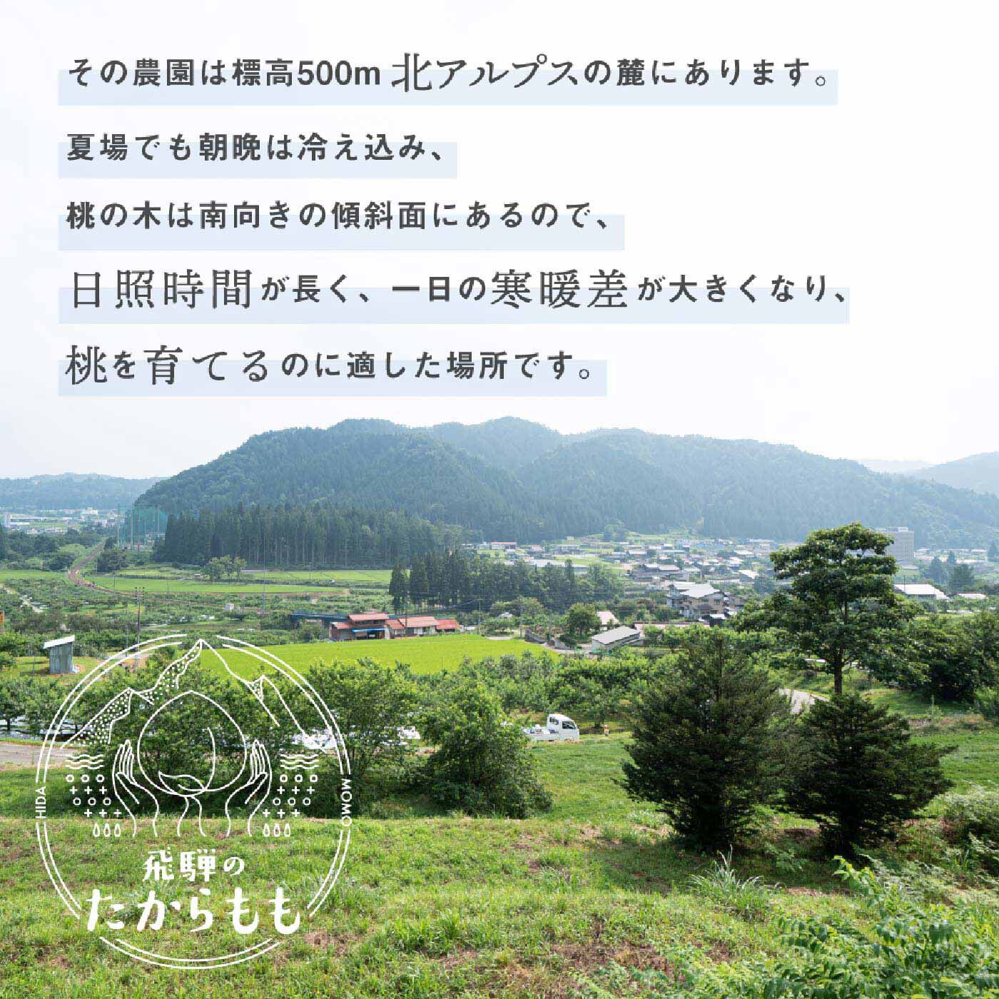 FP産地直送マルシェ|【予約限定・締切6月26日】つむぎ果樹園　飛騨のたからもも食べ比べ3ヵ月コース　