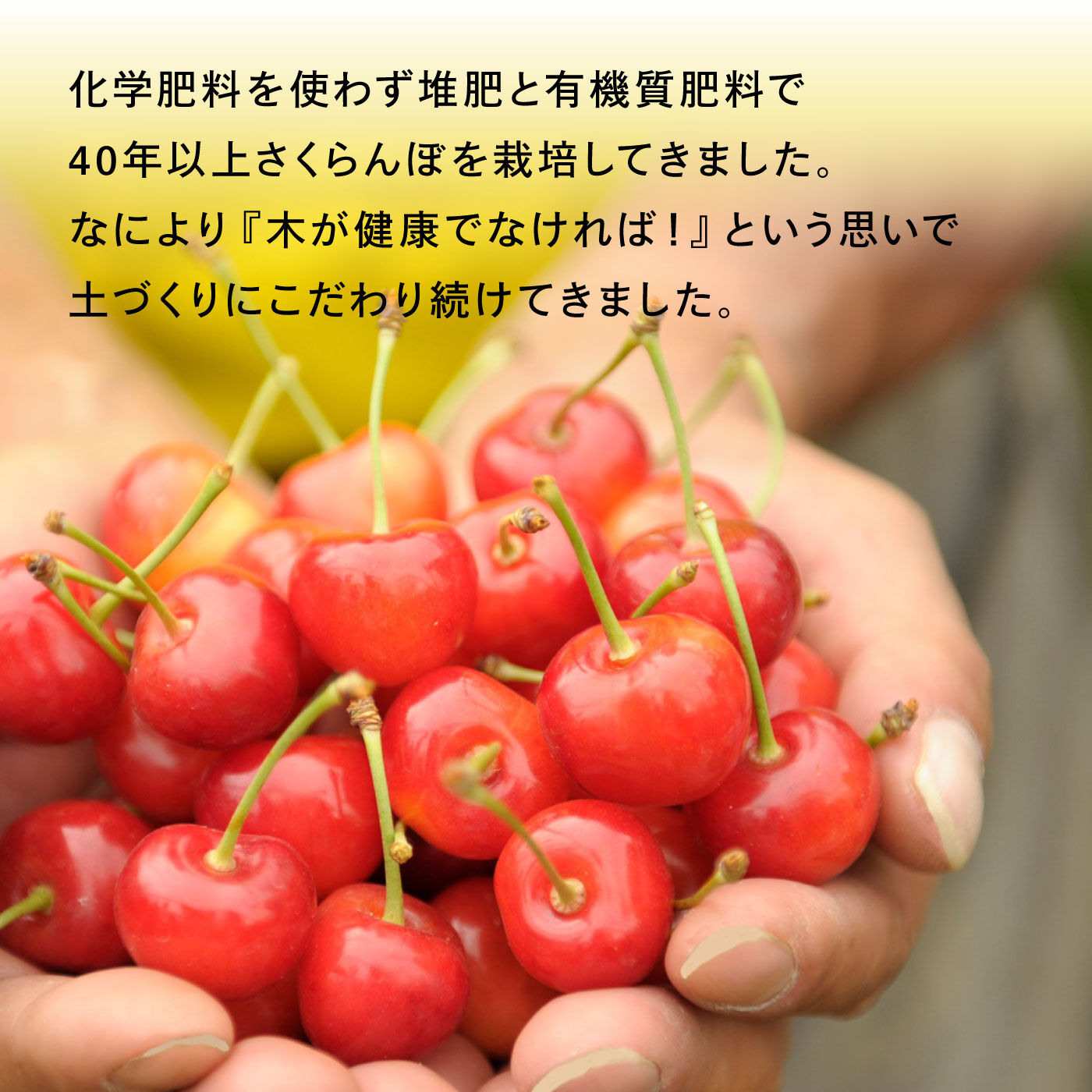 FP産地直送マルシェ|【予約限定・締切6月9日】さくらんぼ好きにはたまらない、北海道・大橋さくらんぼ園さくらんぼパイ