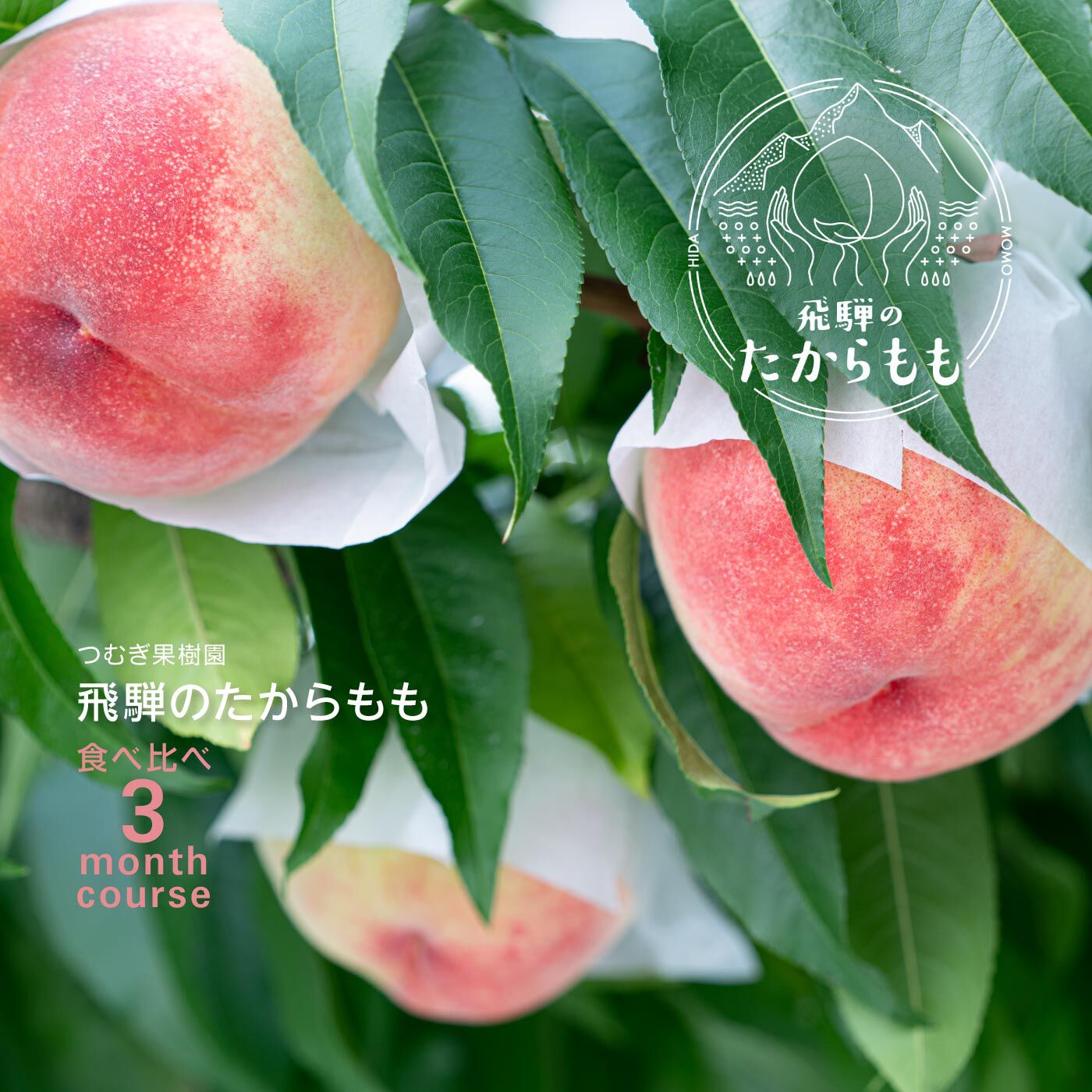 FP産地直送マルシェ|【予約限定・締切6月26日】つむぎ果樹園　飛騨のたからもも食べ比べ3ヵ月コース　