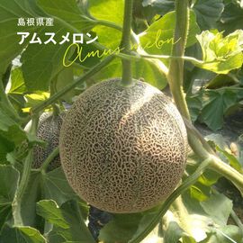 FP産地直送マルシェ | 島根県産 アムスメロン 4Lサイズ 2玉