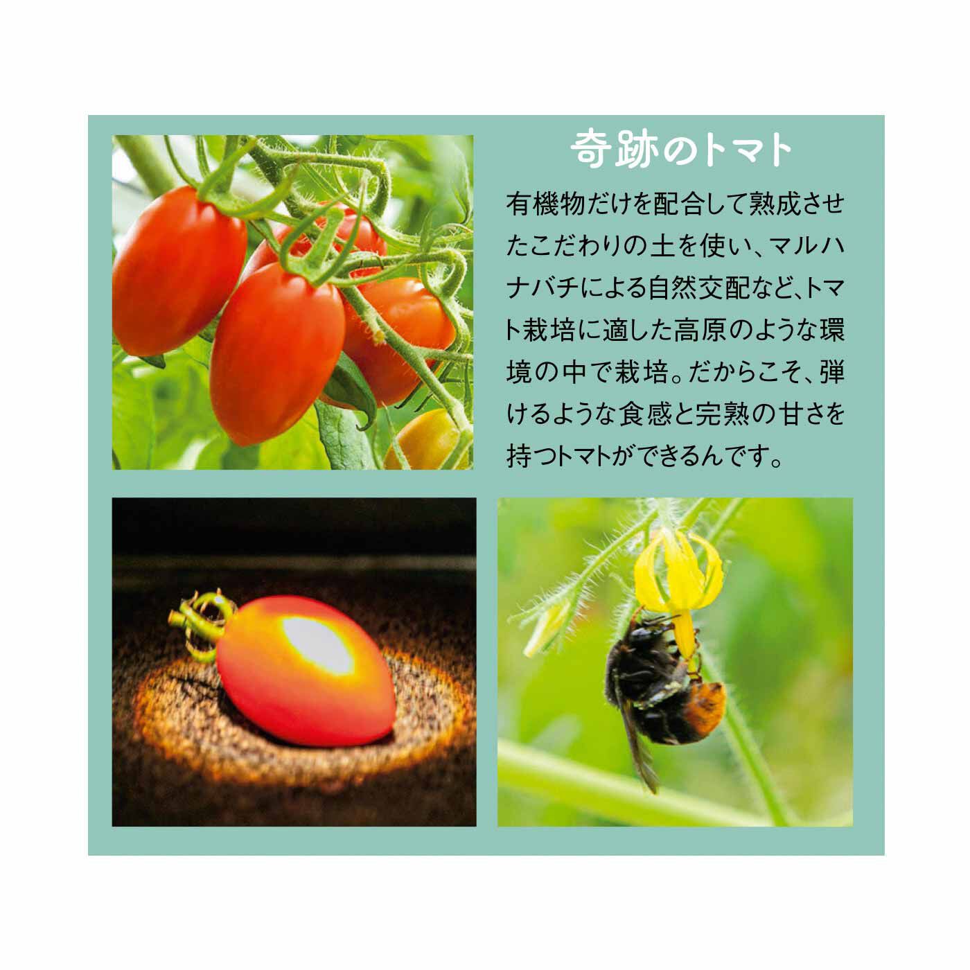 FP産地直送マルシェ|【予約限定・締切4月6日】OSMIC FIRST フルーツミニトマト QUEEN アソートBOX