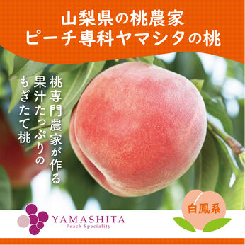 FP産地直送マルシェ | 桃農家ヤマシタの桃〈白鳳系〉
