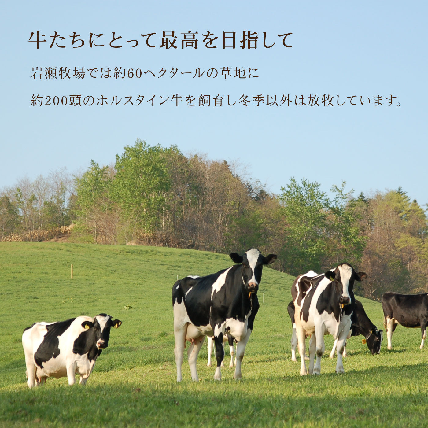 FP産地直送マルシェ|北海道岩瀬牧場　スフレチーズケーキ「一生懸命」とカタラーナのセット