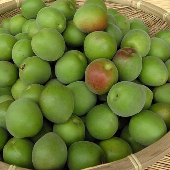 FP産地直送マルシェ | 肉厚で鮮やかに色づく福井県の紅映梅１．５ｋｇ