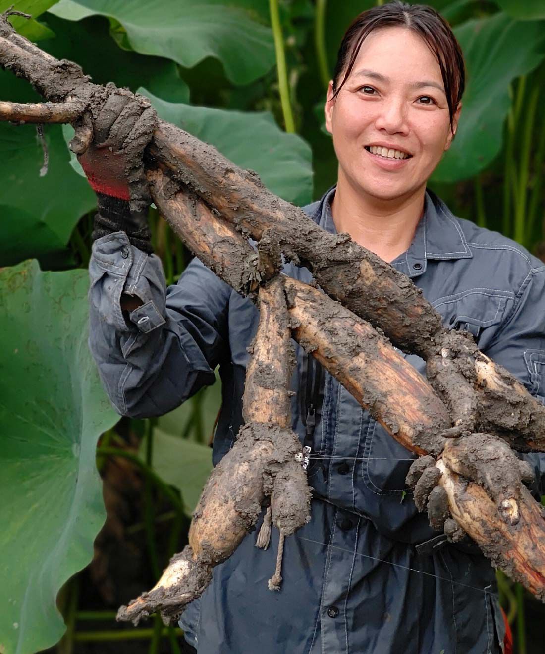 FP産地直送マルシェ|【締切12月4日】お正月の縁起物　自然派農場しもかわの土つき堀りたてれんこん１キロ