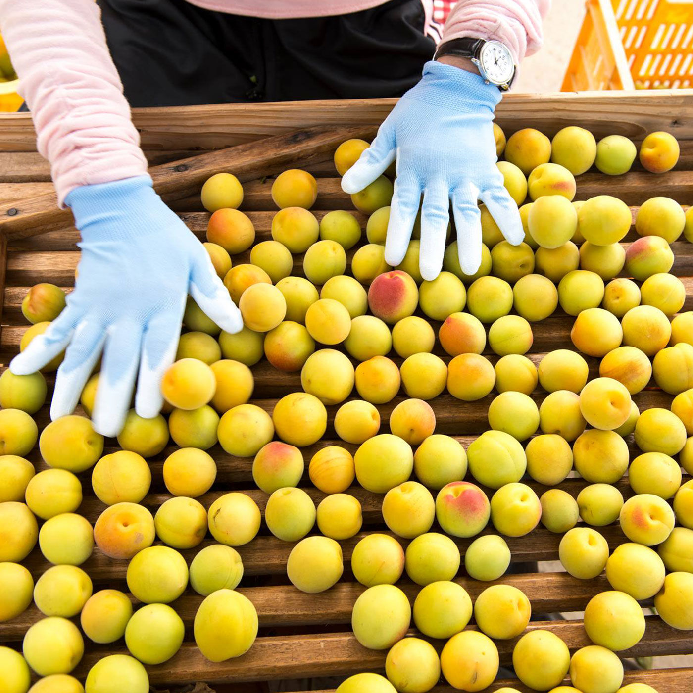FP産地直送マルシェ|福井県産　完熟梅でつくった黄金の梅はちみつ２本セット